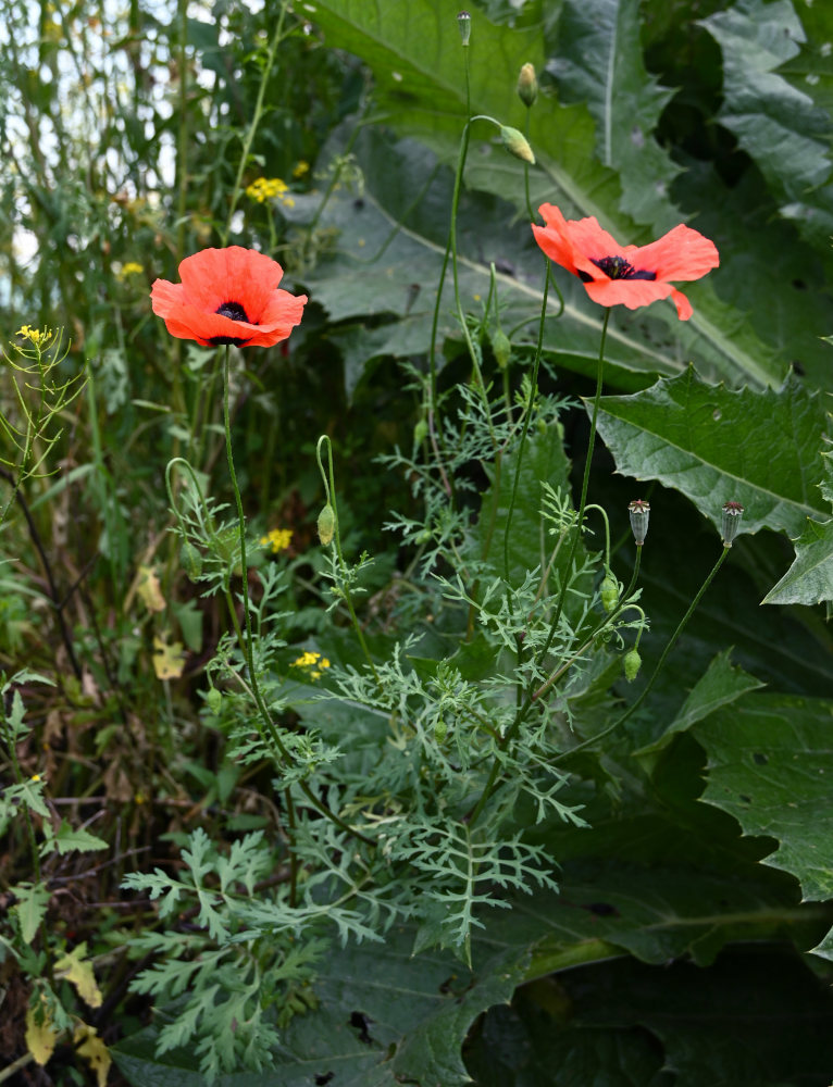 Изображение особи род Papaver.