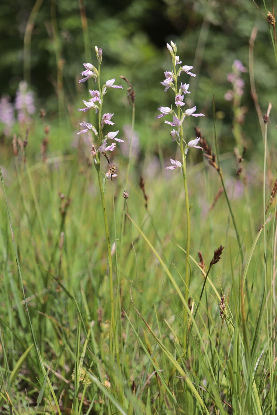 Изображение особи Dactylorhiza iberica.