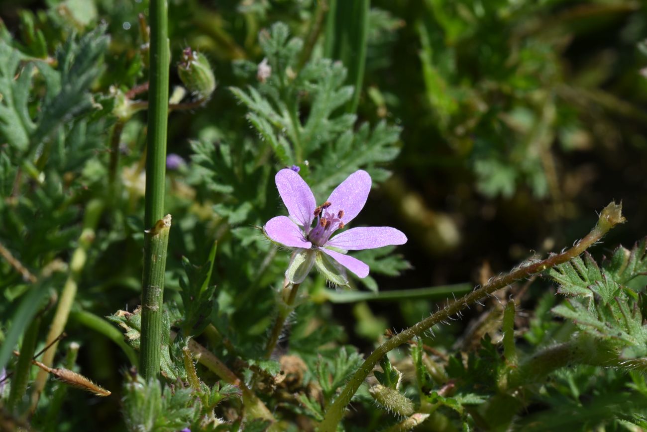 Изображение особи род Erodium.