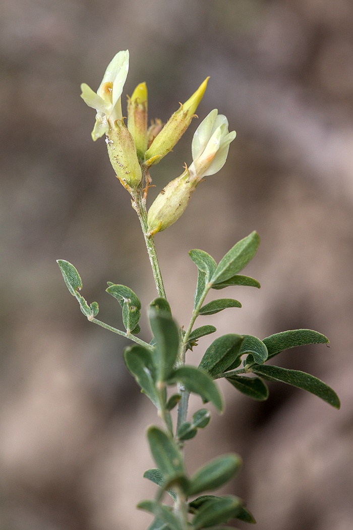 Image of Astragalus albicaulis specimen.