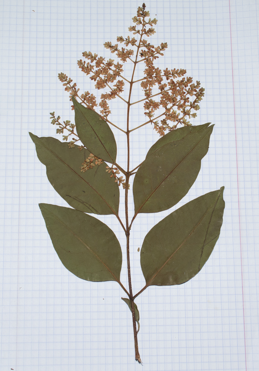 Image of Ligustrum japonicum specimen.