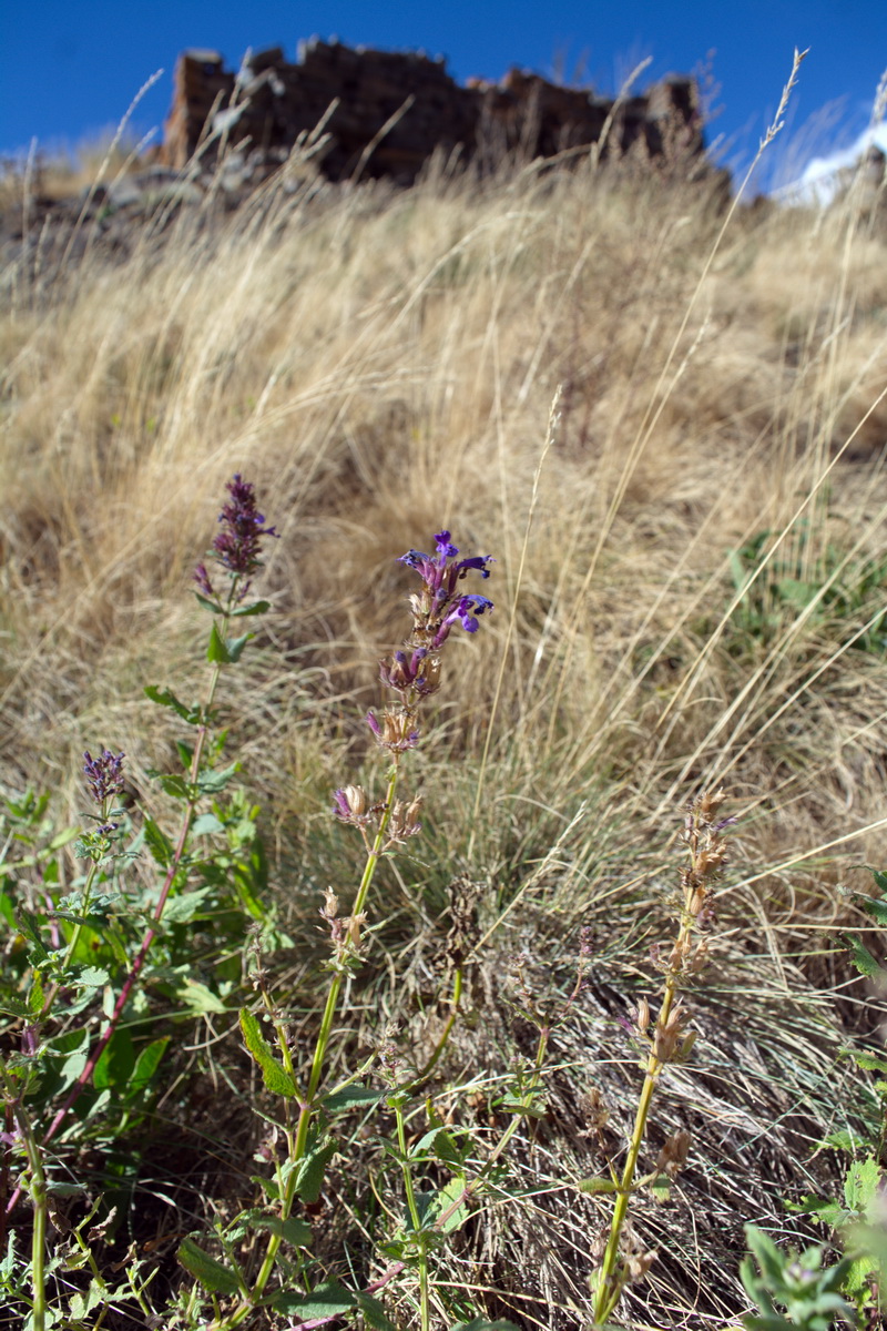 Изображение особи Nepeta grandiflora.