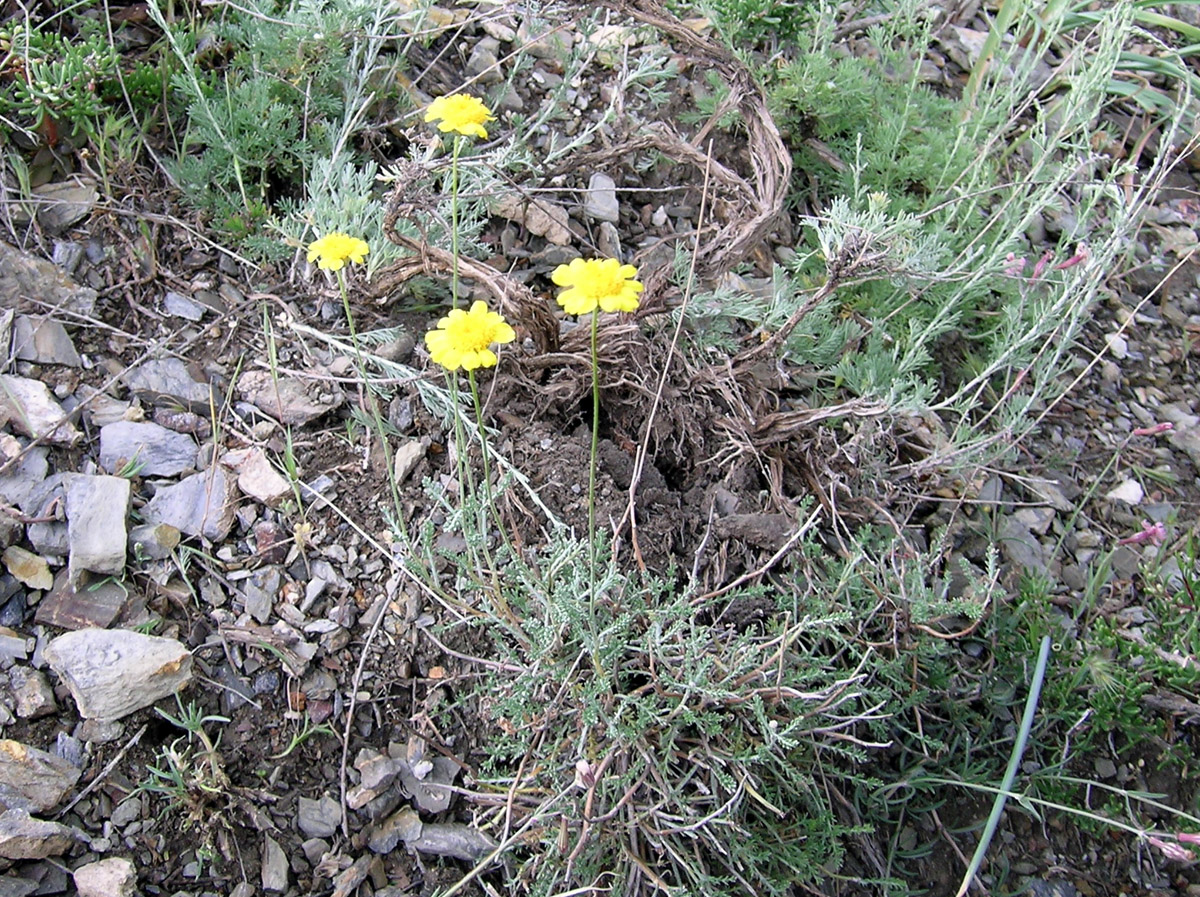 Изображение особи Trichanthemis aurea.