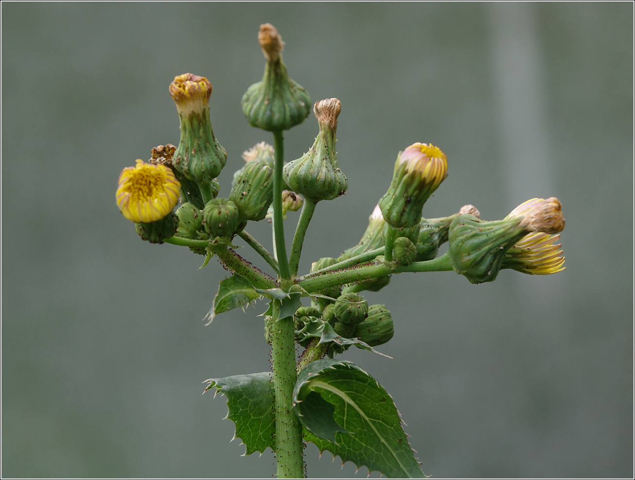 Изображение особи Sonchus oleraceus.