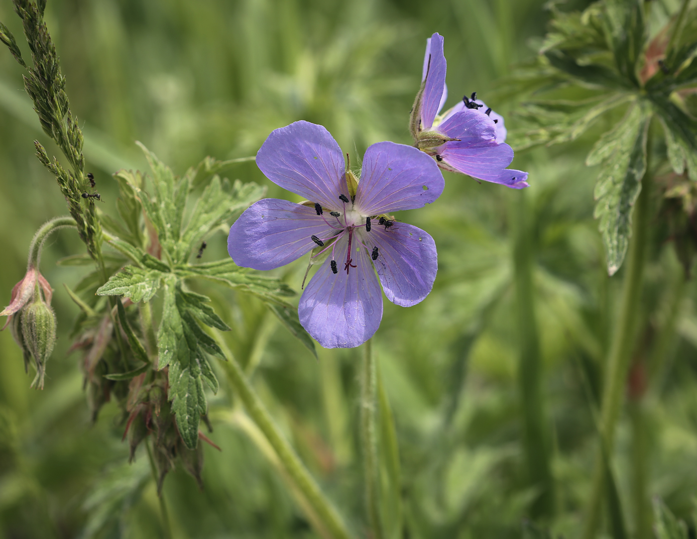 Image of Geranium pratense specimen.