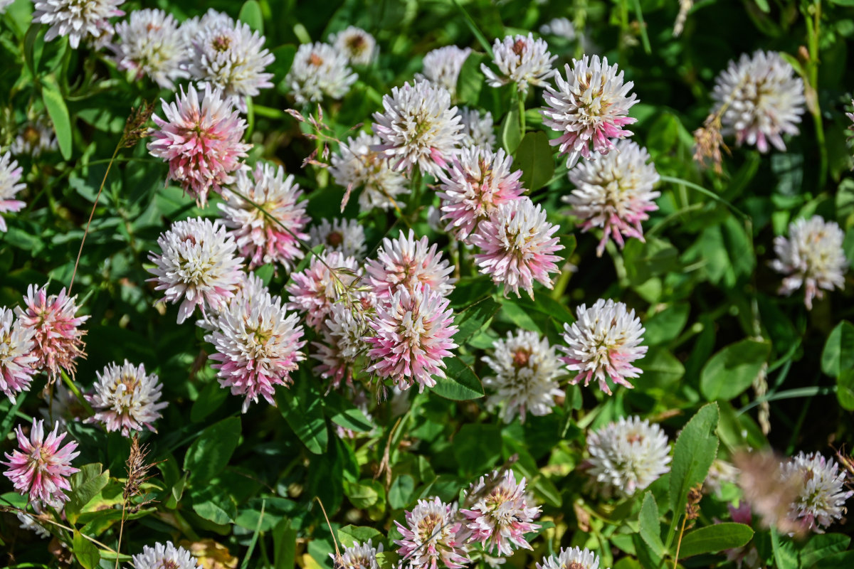 Image of Trifolium ambiguum specimen.