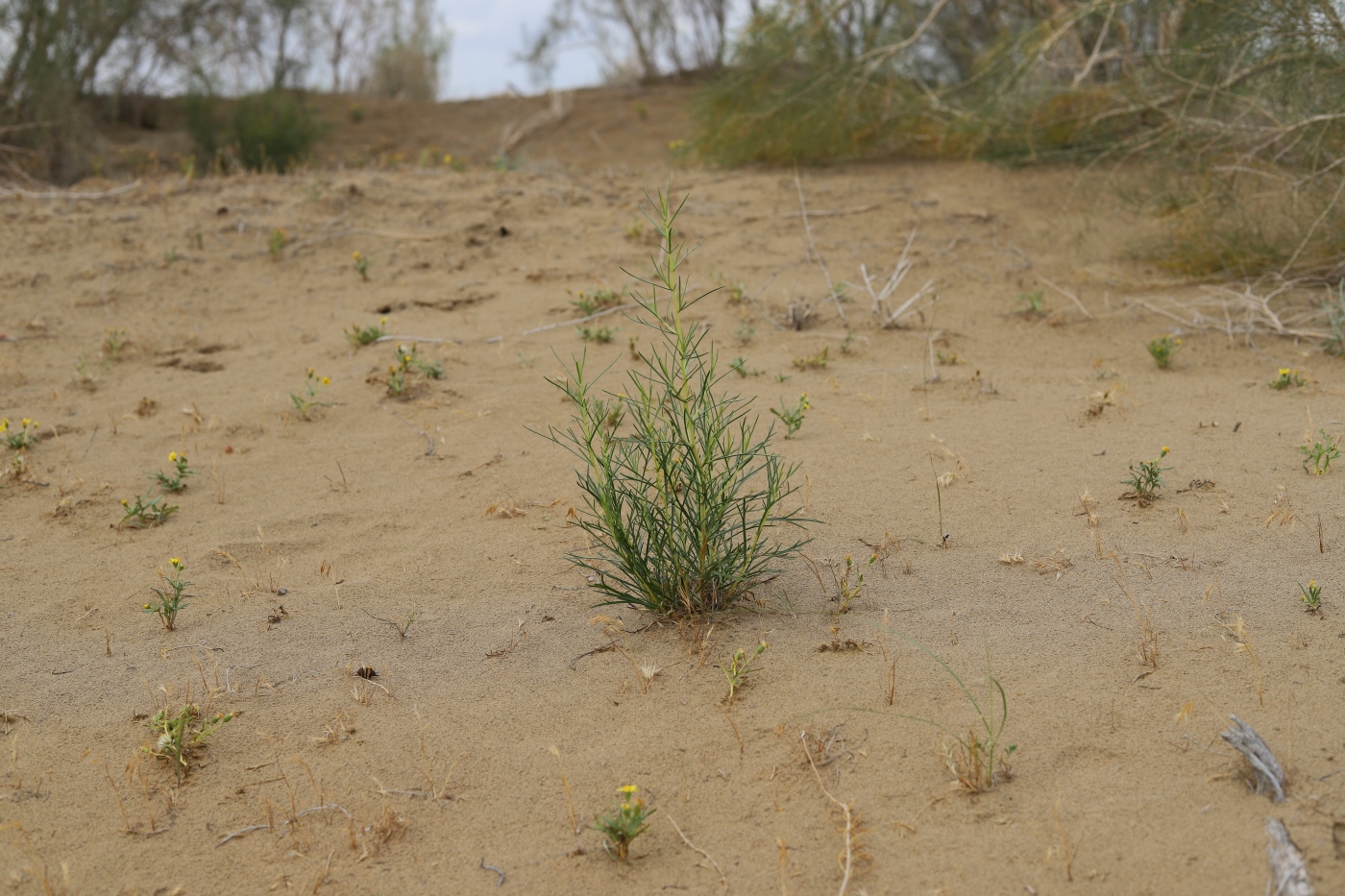 Image of Artemisia kelleri specimen.