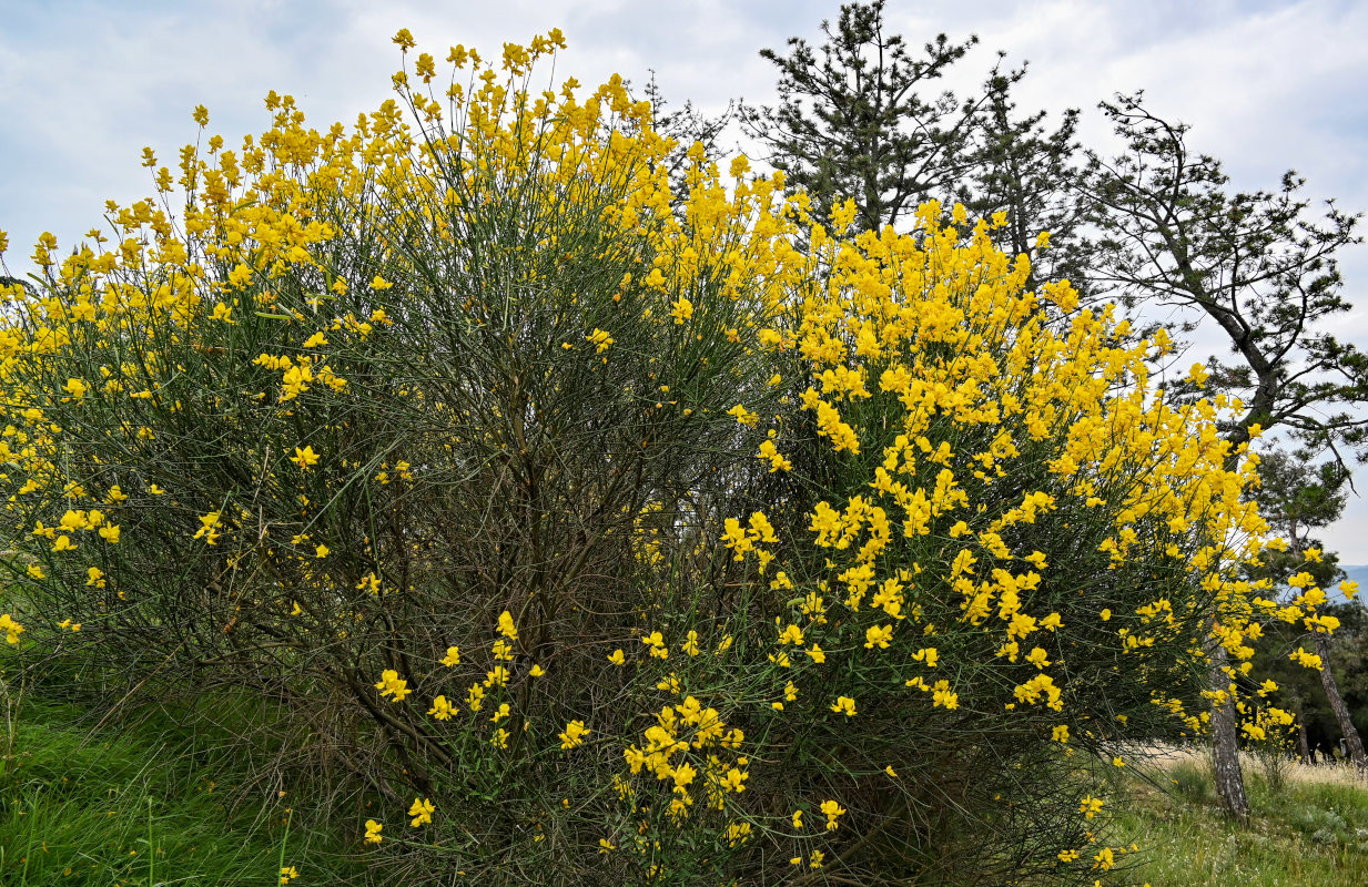 Image of Spartium junceum specimen.