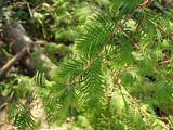 Metasequoia glyptostroboides