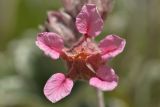 Potentilla divina