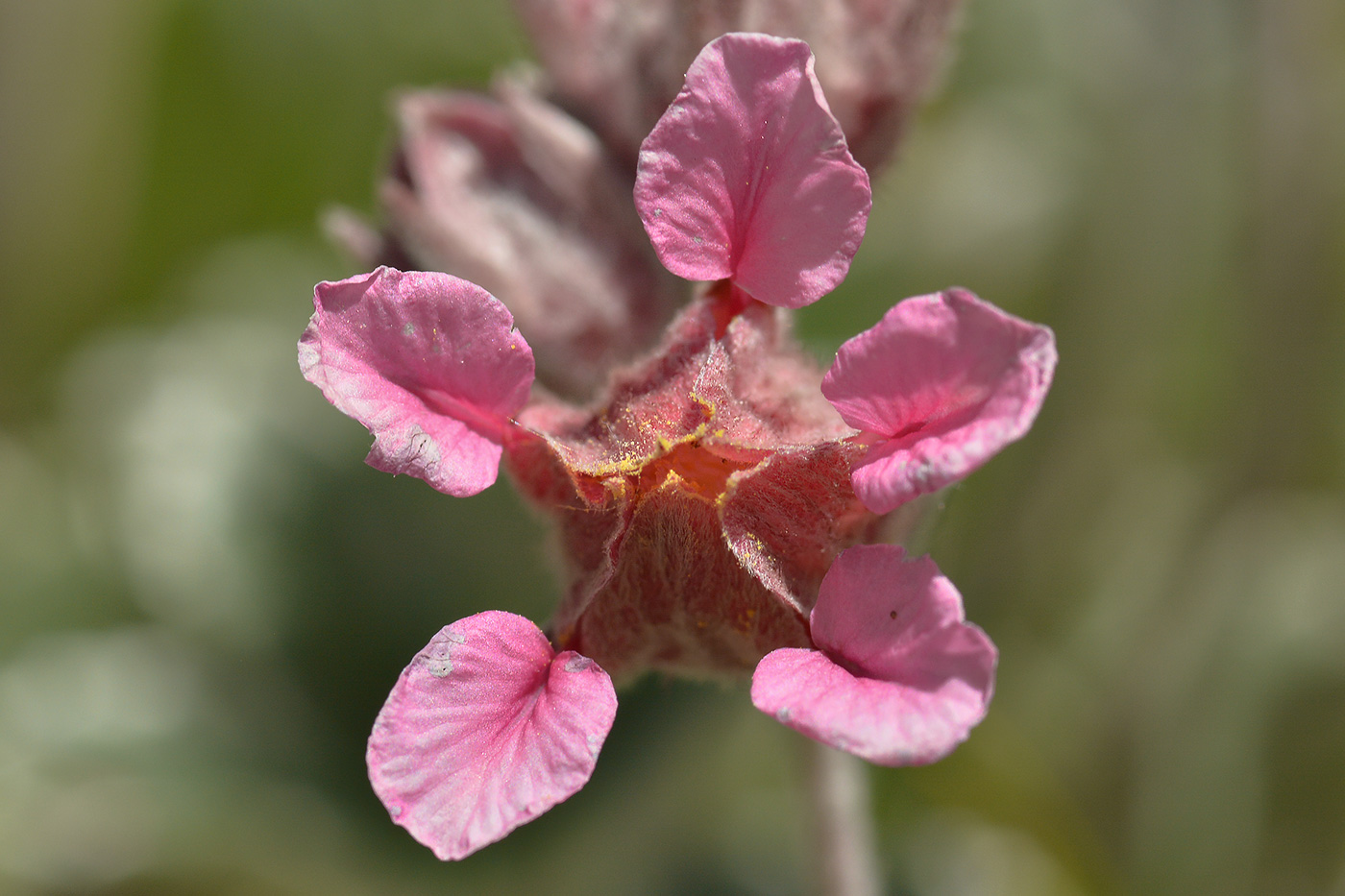 Изображение особи Potentilla divina.