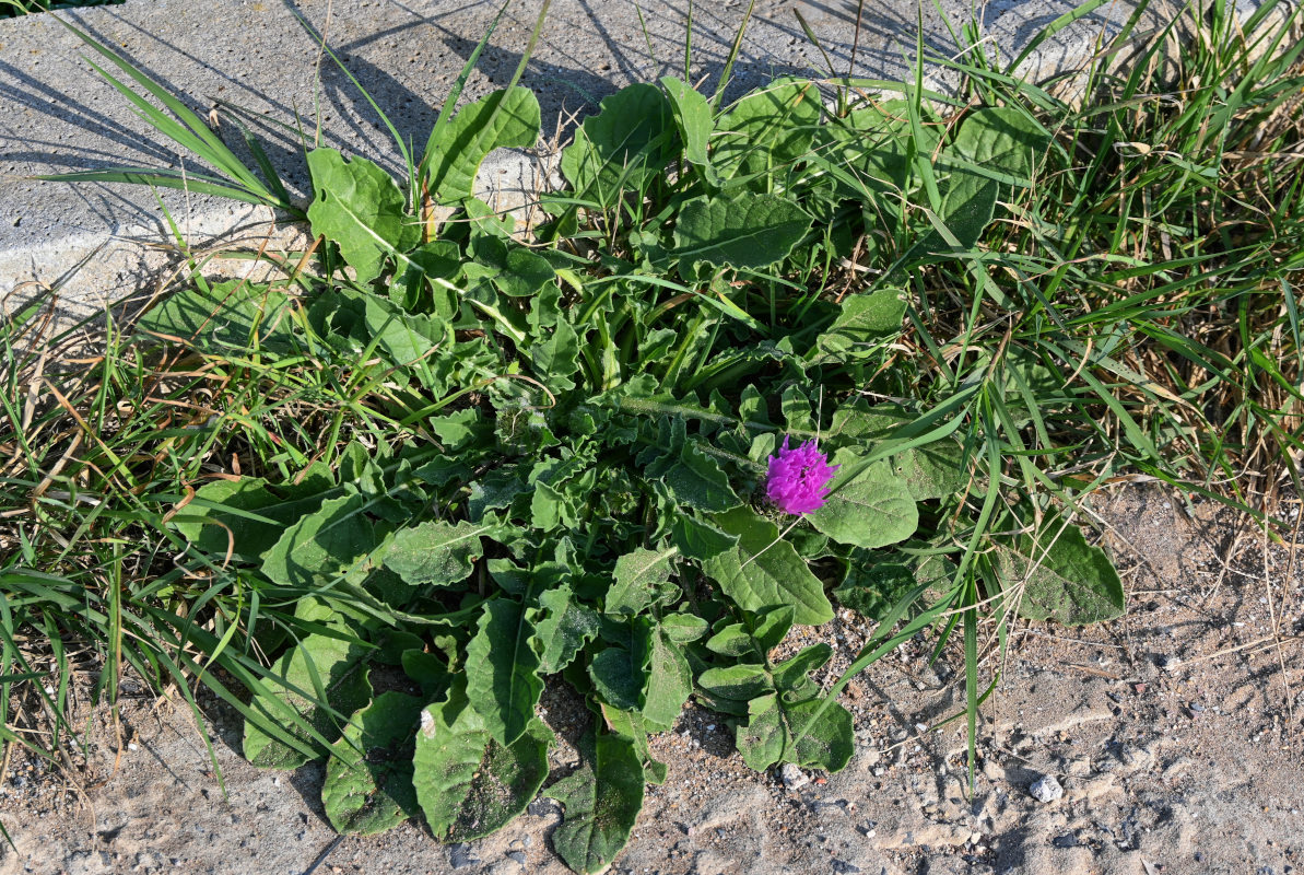 Изображение особи Centaurea pullata.