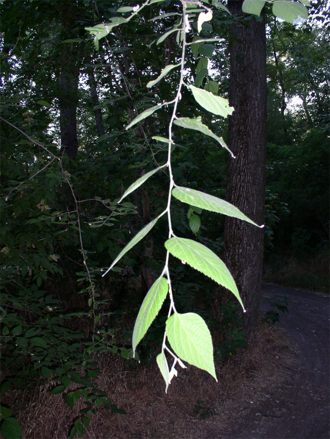 Изображение особи Celtis occidentalis.