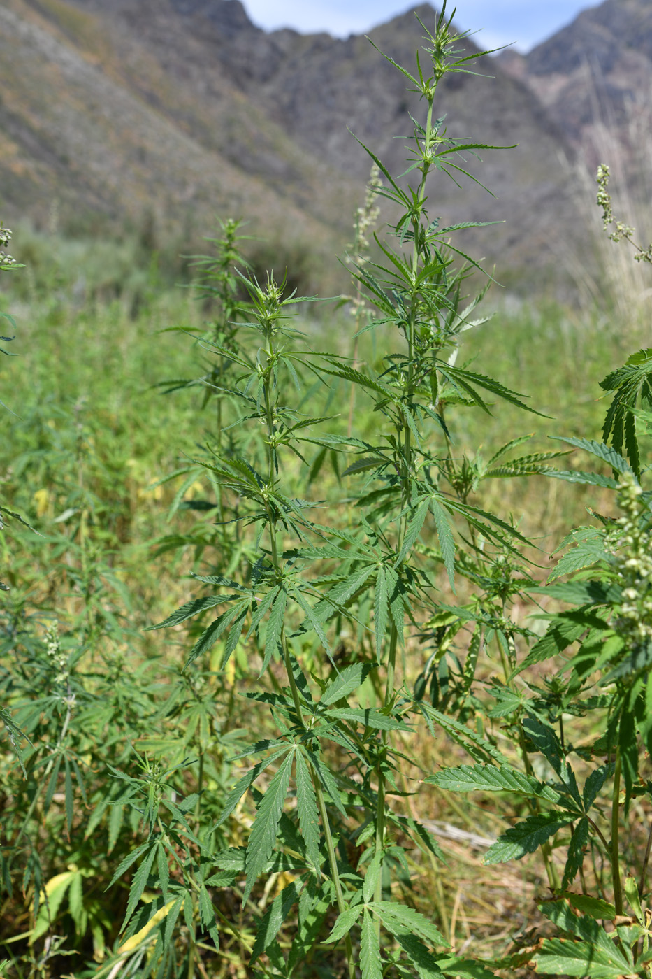 Image of Cannabis sativa var. spontanea specimen.