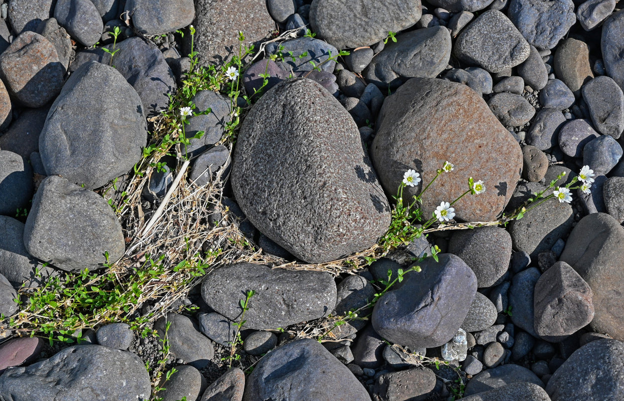 Image of Cerastium regelii specimen.