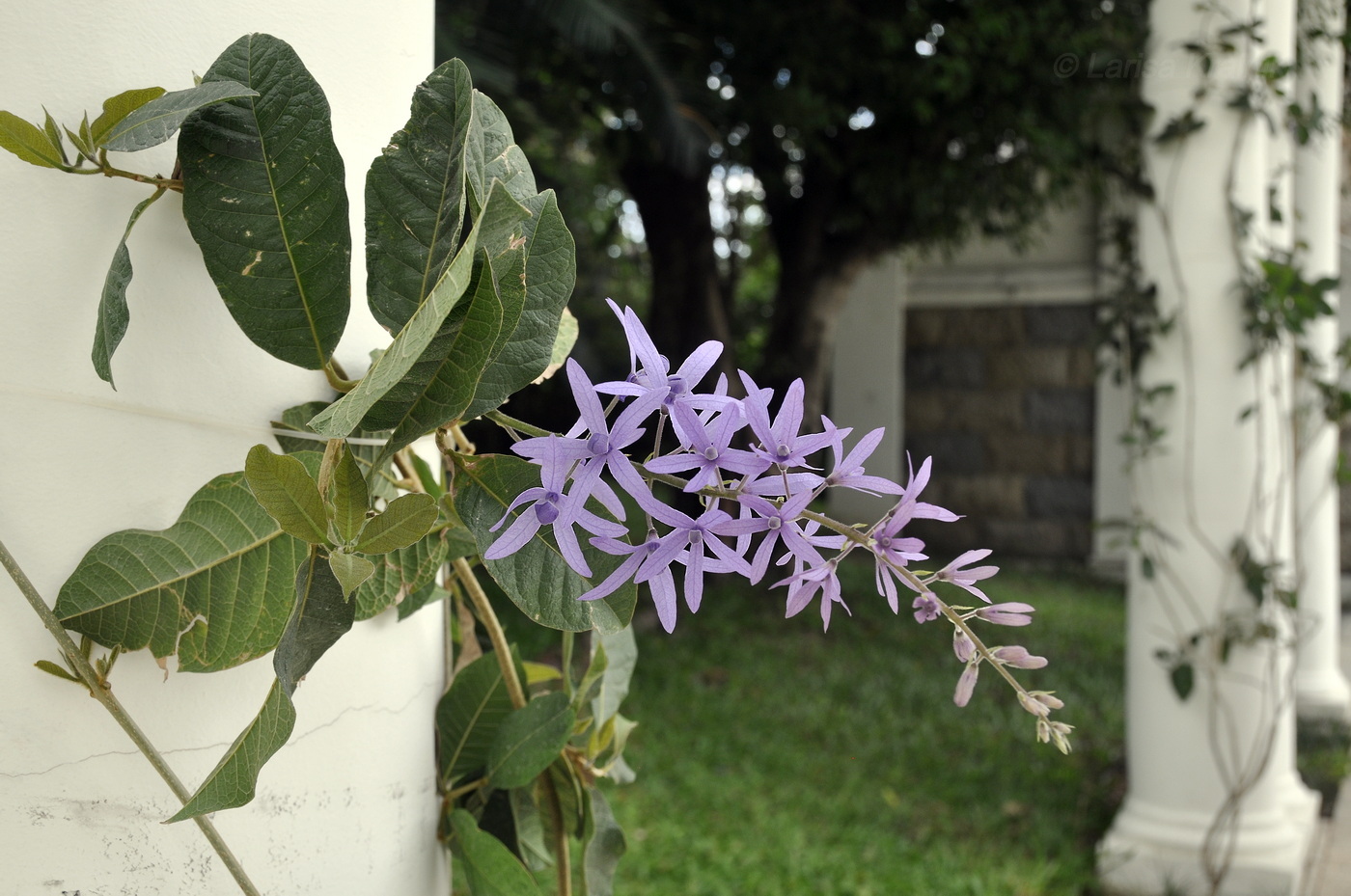 Image of Petrea volubilis specimen.