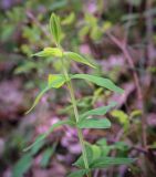 genus Hypericum. Верхушка побега. Абхазия, Гагрский р-н, с. Лдзаа, широколиственный лес. 11.04.2024.