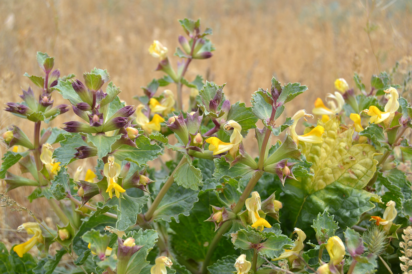 Изображение особи Eremostachys tuberosa.