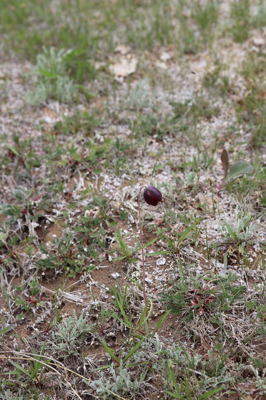 Изображение особи Fritillaria meleagroides.