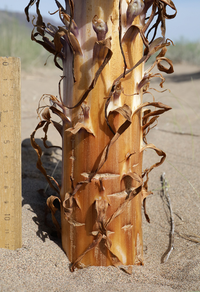 Image of Cistanche flava specimen.