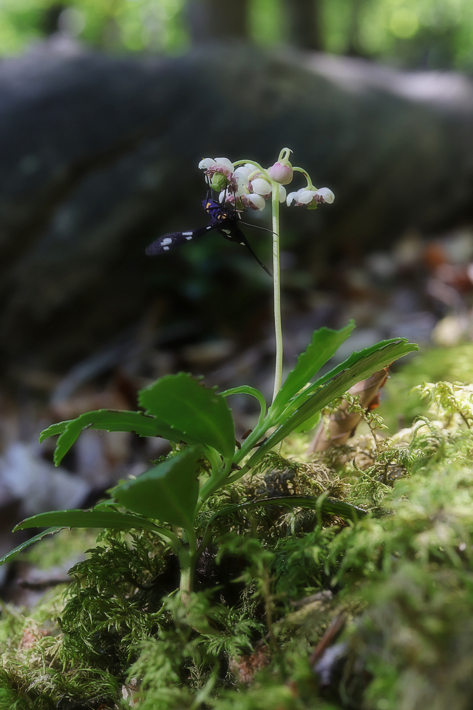 Image of Chimaphila umbellata specimen.