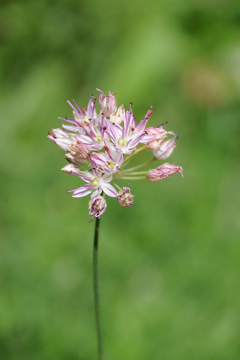 Image of Allium kokanicum specimen.