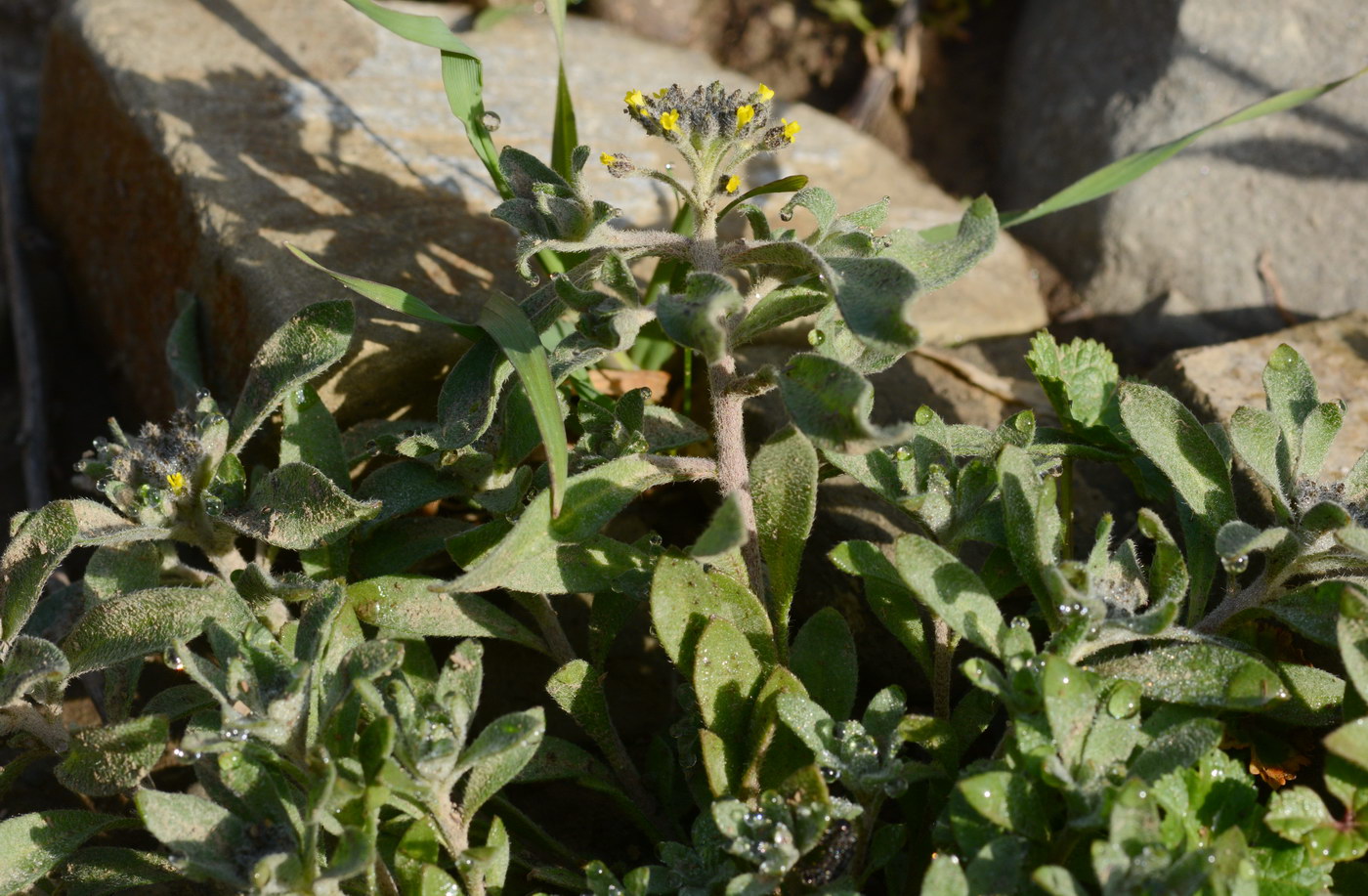 Image of genus Alyssum specimen.