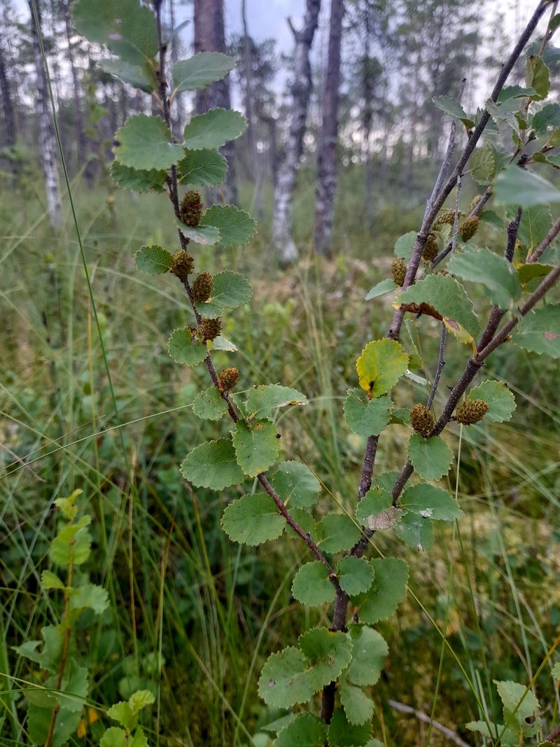 Image of Betula humilis specimen.