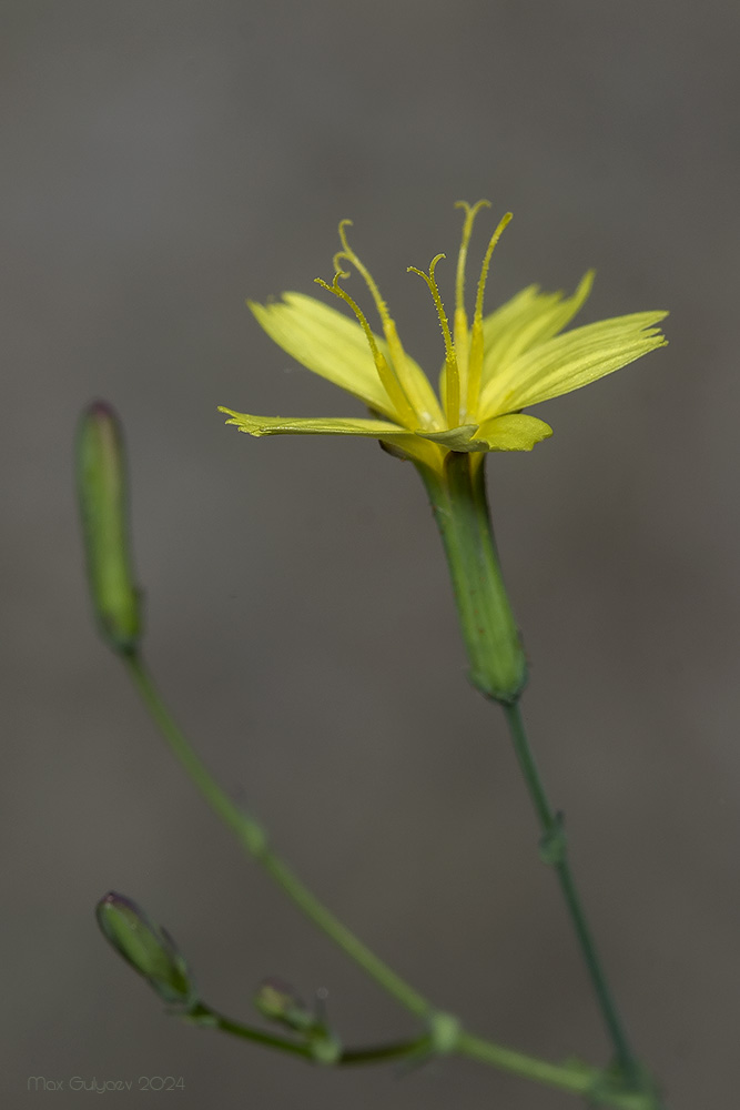 Изображение особи Mycelis muralis.