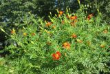 Tagetes tenuifolia