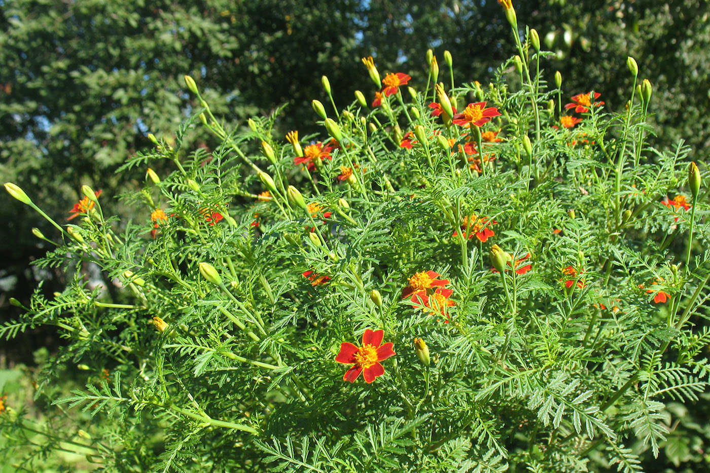 Изображение особи Tagetes tenuifolia.