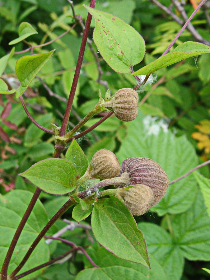 Изображение особи Clematis fusca.