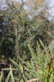 Atriplex prostrata