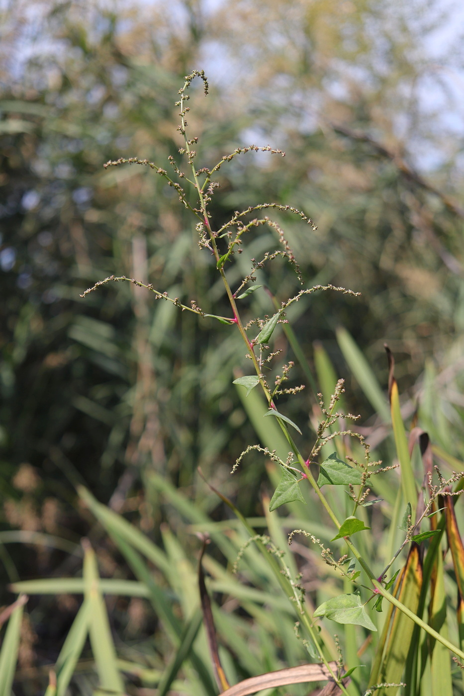 Изображение особи Atriplex prostrata.