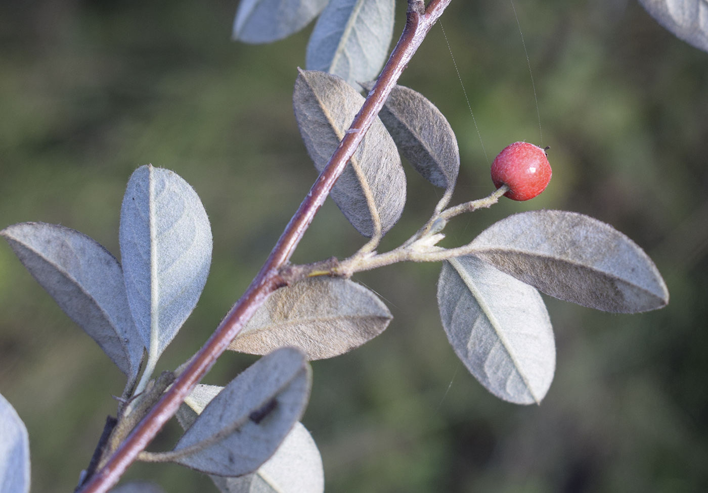 Изображение особи Cotoneaster pannosus.