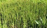 Equisetum fluviatile