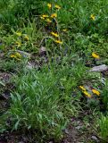 Coreopsis grandiflora