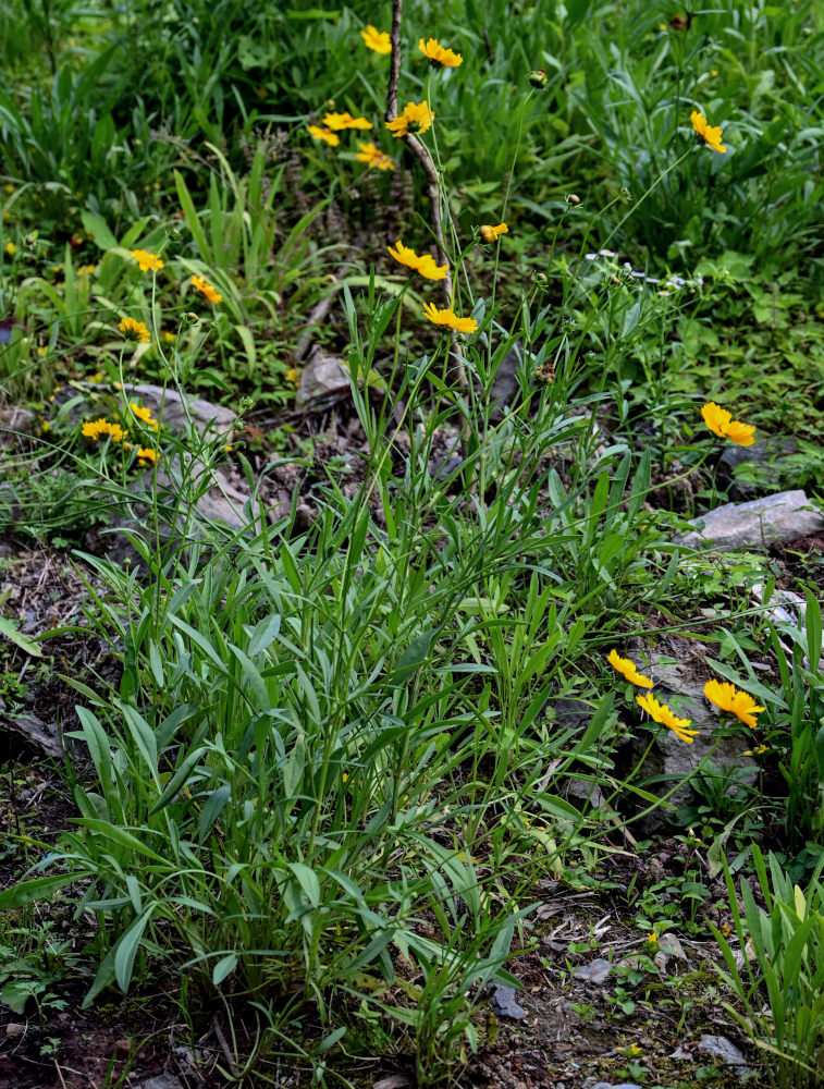 Image of Coreopsis grandiflora specimen.