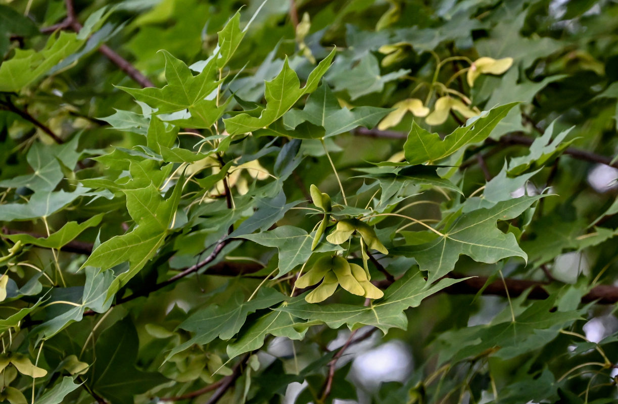 Image of Acer longipes specimen.