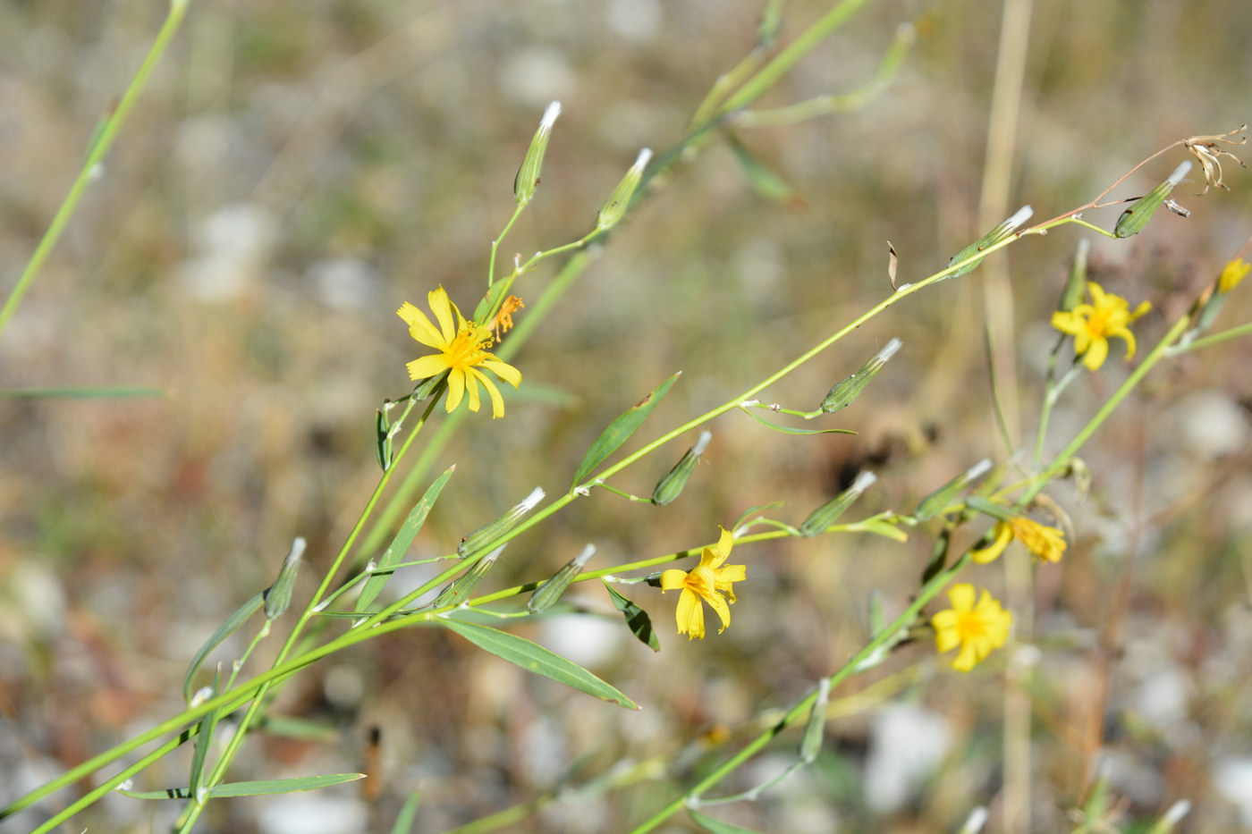 Image of familia Asteraceae specimen.