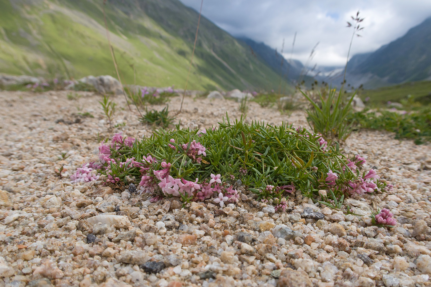 Изображение особи Asperula cristata.