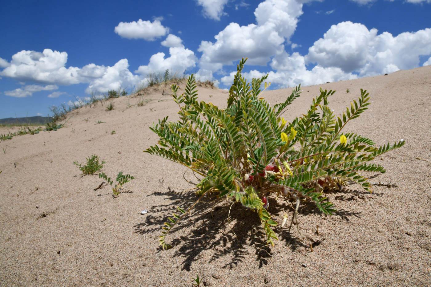 Image of Astragalus rubtzovii specimen.