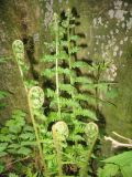 Dryopteris barbigera