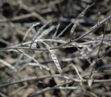 семейство Brassicaceae