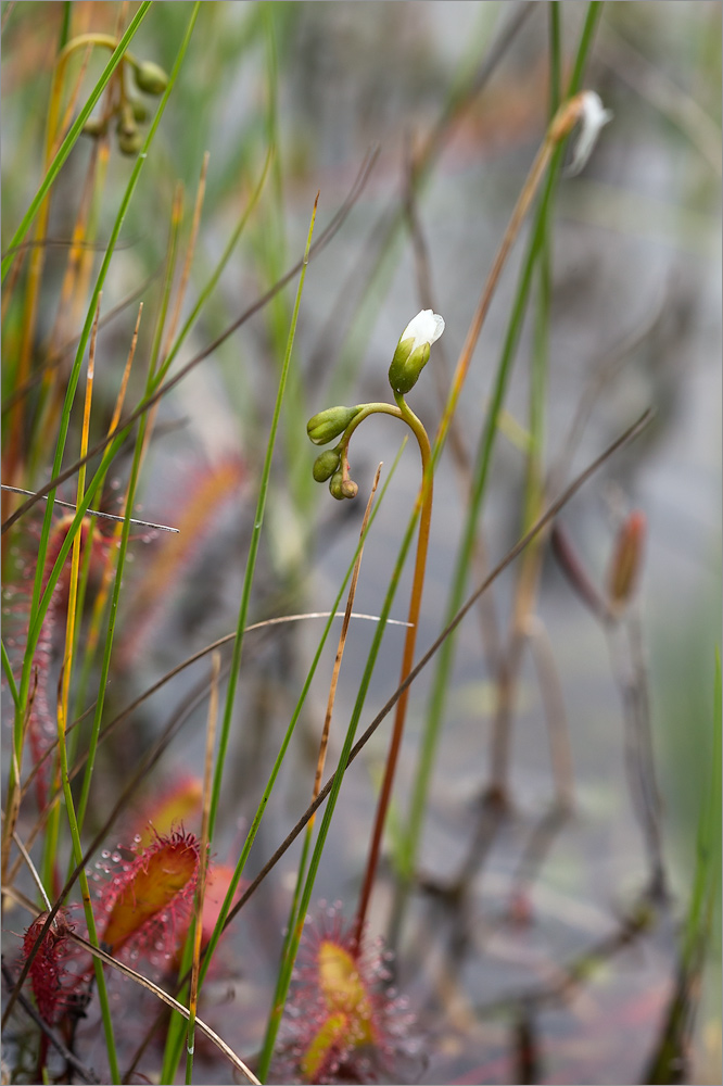 Image of Drosera anglica specimen.