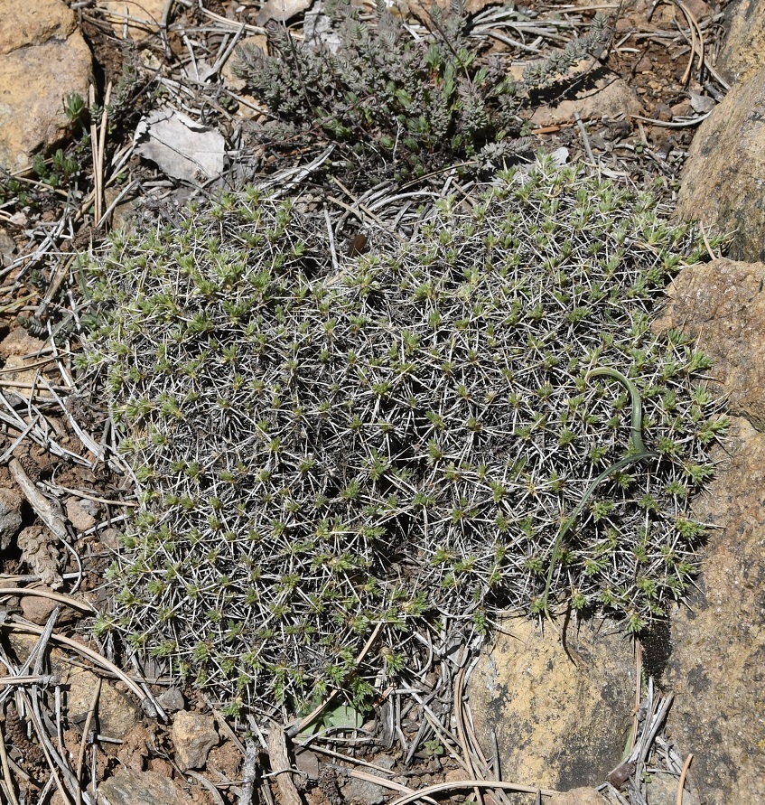 Изображение особи Astragalus echinus ssp. chionistrae.
