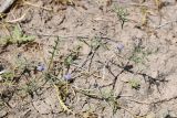 View full-size image Cousiniopsis atractyloides