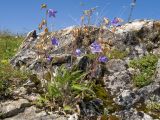 View full-size image Campanula woronowii