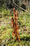 View full-size image Hypopitys monotropa