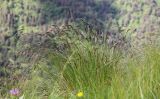 View full-size image Festuca woronowii